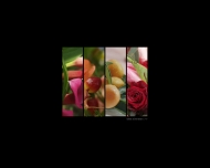 Bild Kottal, Blumen und Pflanzen - Thomas Kottal