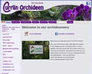 Bild Currlin Orchideen
