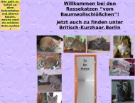 Bild Baumwollschloesschen Brigitte u. Rainer Teuber