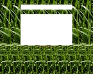 Bild B.F.O. Gartendesign und Landschaftsbau GmbH
