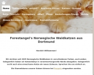 Bild Forestangel's Norwegische Waldkatzen