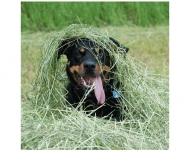 Bild Hunde-Zirkel