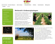 Bild Johannes Weilandt Erdbeerplantage
