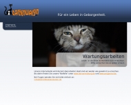 Bild Tierhilfe Katzenwaisen e.V.