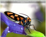 Bild Lotterie - Einnahme Goethe & Zillmer Inh. Henning Lers 